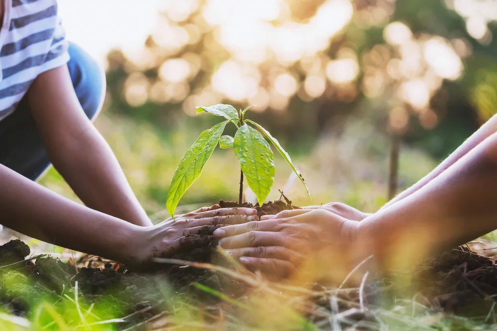 Zwei Menschen pflanzen einen Baum